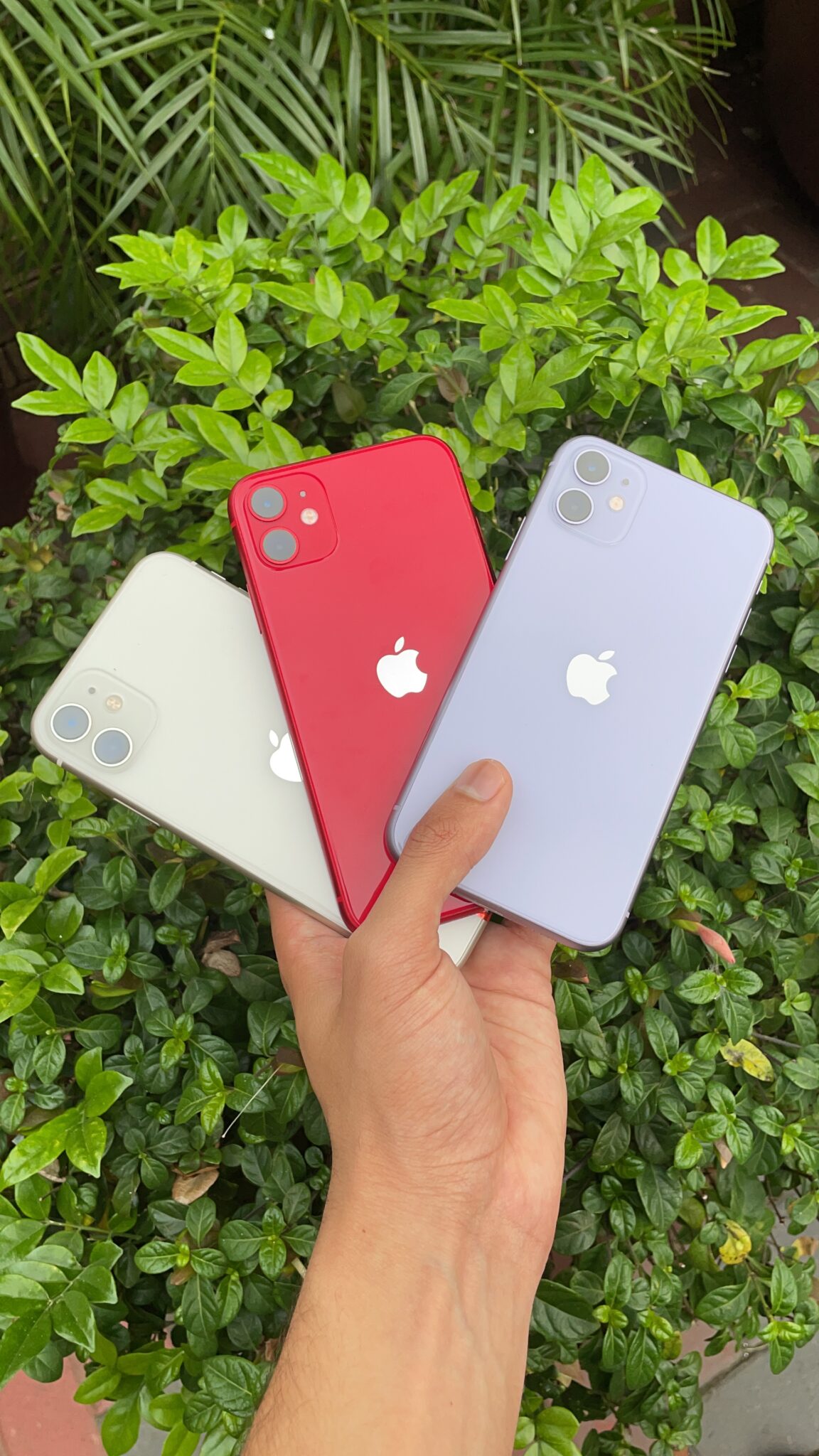 iPhone 11 64GB Assorted Colours (CPO) – Apple Guy